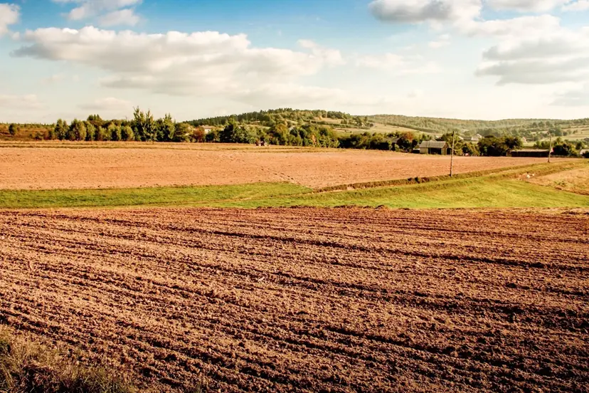 plantation de cep