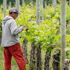 Comment entretenir un cep de vigne ? Les étapes à suivre