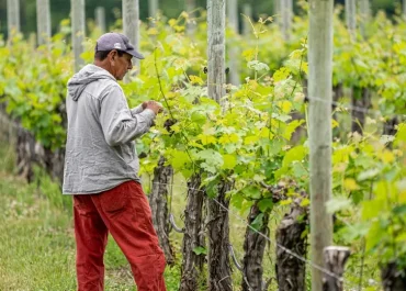 Comment entretenir un cep de vigne ? Les étapes à suivre