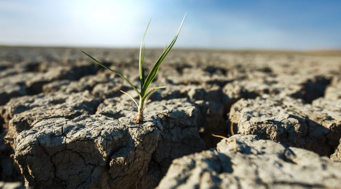 secheresse-agricole